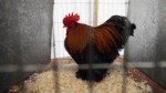 Drug Raid Leads to Cockfighting Ring Discovery