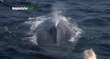 Blue Whale Swims Up to Boat off Dana Point