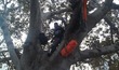 Protester Occupies Magnolia Tree Outside City Hall