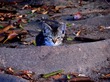 Feline Figures: An Estimated 12,000 Feral Cats Roam the Los Angeles ZIP Code 90037