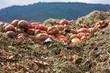 The Great Compost Debate: Can It Be Done In L.A. County?