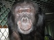 RIP Booie, The Smoking, Signing, Sweets-Loving Chimp