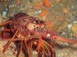 Spiny Lobster Poacher: Man Cited For Poaching From New SoCal Marine Reserve