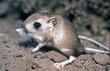 Kangaroo Rats Demand Grass In Riverside