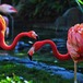 7 Reasons to Love L.A.: Flamingos, Wilco, Picca & More