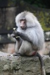 High Social Status Equals Healthier Immune System in Baboons