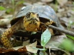 Remains of Giant Turtle Found