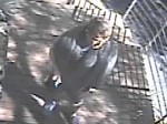 Burglary Suspect Caught on Camera    NR15106ti